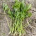 法国皇后芹菜，新地头茬苗，15公分左右