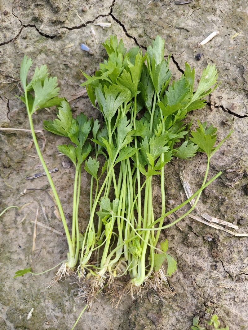法国皇后芹菜，新地头茬苗，15公分左右