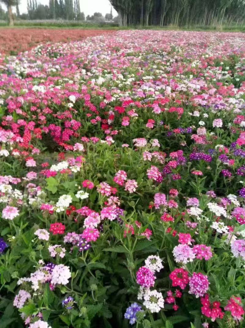 美女樱花苗多年生四季开花观赏植物室外室内盆栽种苗