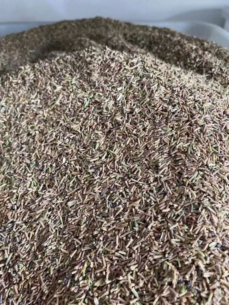 美女樱花苗多年生四季开花观赏植物室外室内盆栽种苗