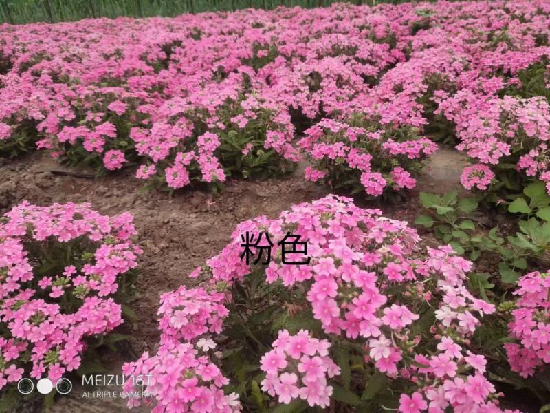 美女樱花苗多年生四季开花观赏植物室外室内盆栽种苗
