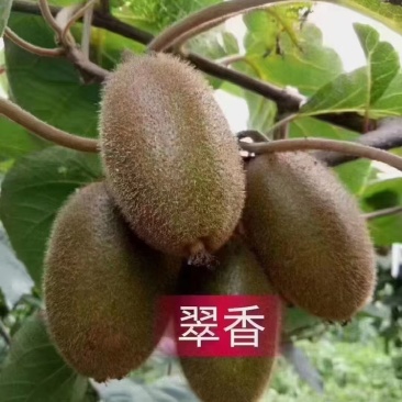 【放心购买】翠香猕猴桃陕西周至猕猴桃基地现摘现发