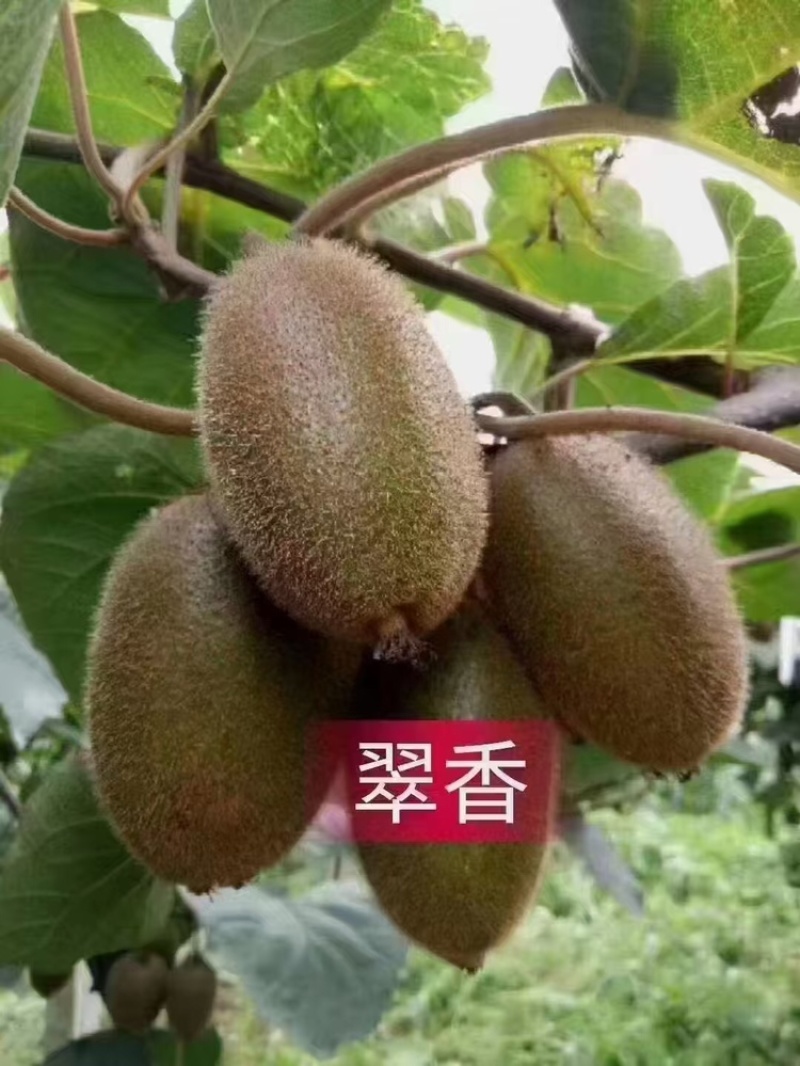【放心购买】翠香猕猴桃陕西周至猕猴桃基地现摘现发