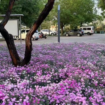 常夏石竹种子春秋季播景观花卉易活混色耐寒阳台盆栽石