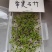 常夏石竹种子春秋季播景观花卉易活混色耐寒阳台盆栽石