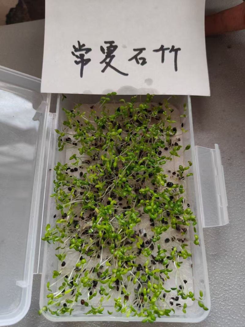 常夏石竹种子春秋季播景观花卉易活混色耐寒阳台盆栽石