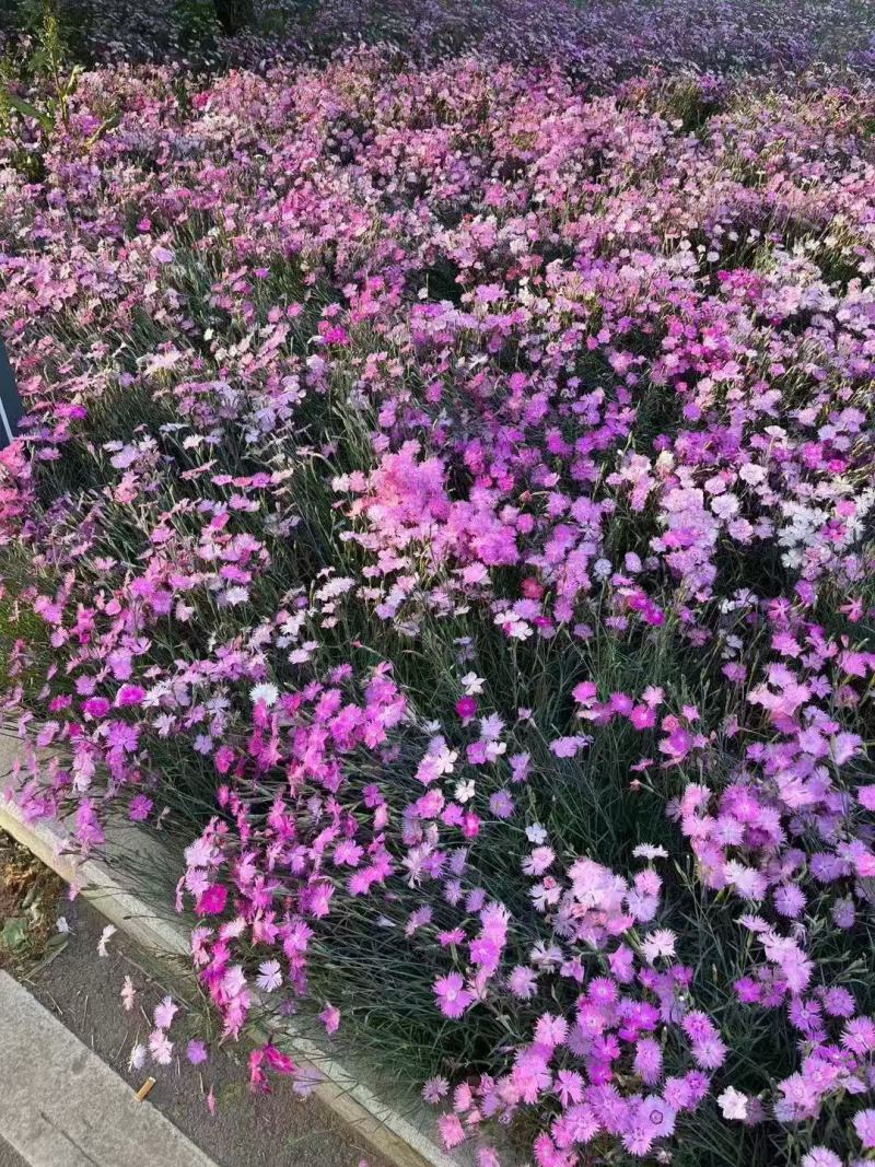 常夏石竹种子春秋季播景观花卉易活混色耐寒阳台盆栽石