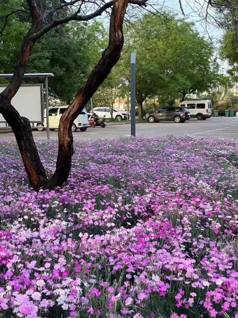 常夏石竹种子春秋季播景观花卉易活混色耐寒阳台盆栽石
