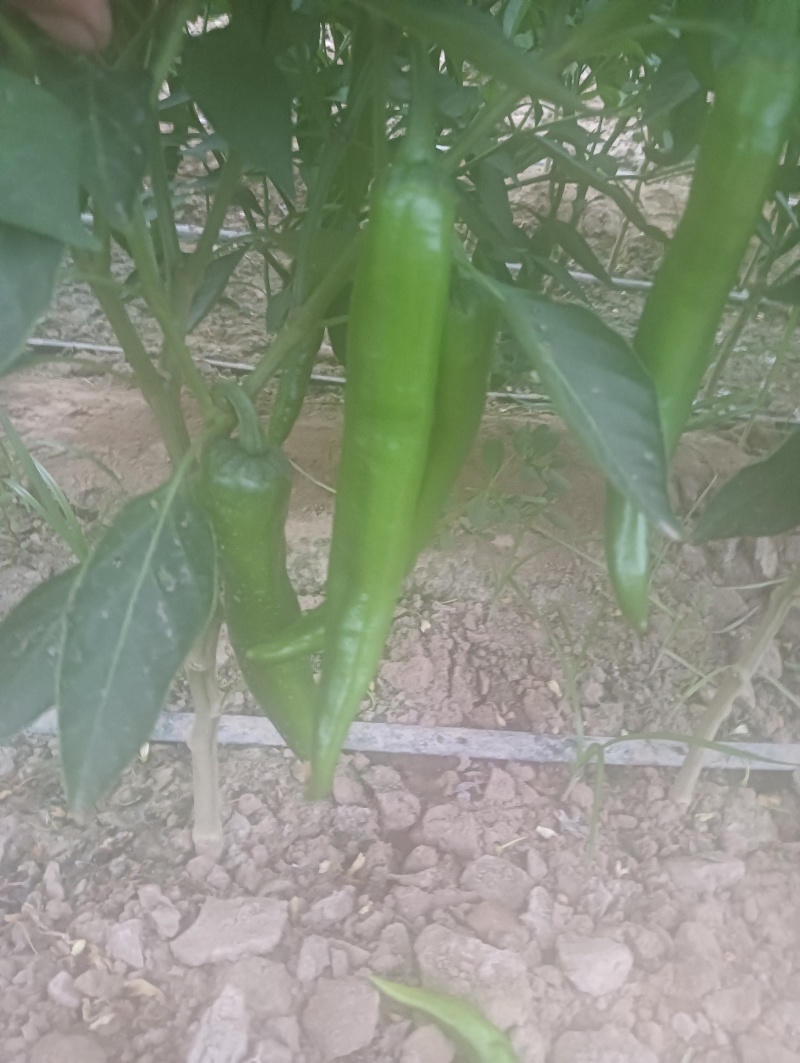 青皮辣椒