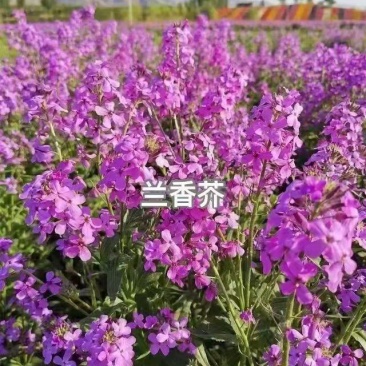蓝香芥种子蓝色油菜花欧亚香花芥花种子易种花籽庭院四季易活
