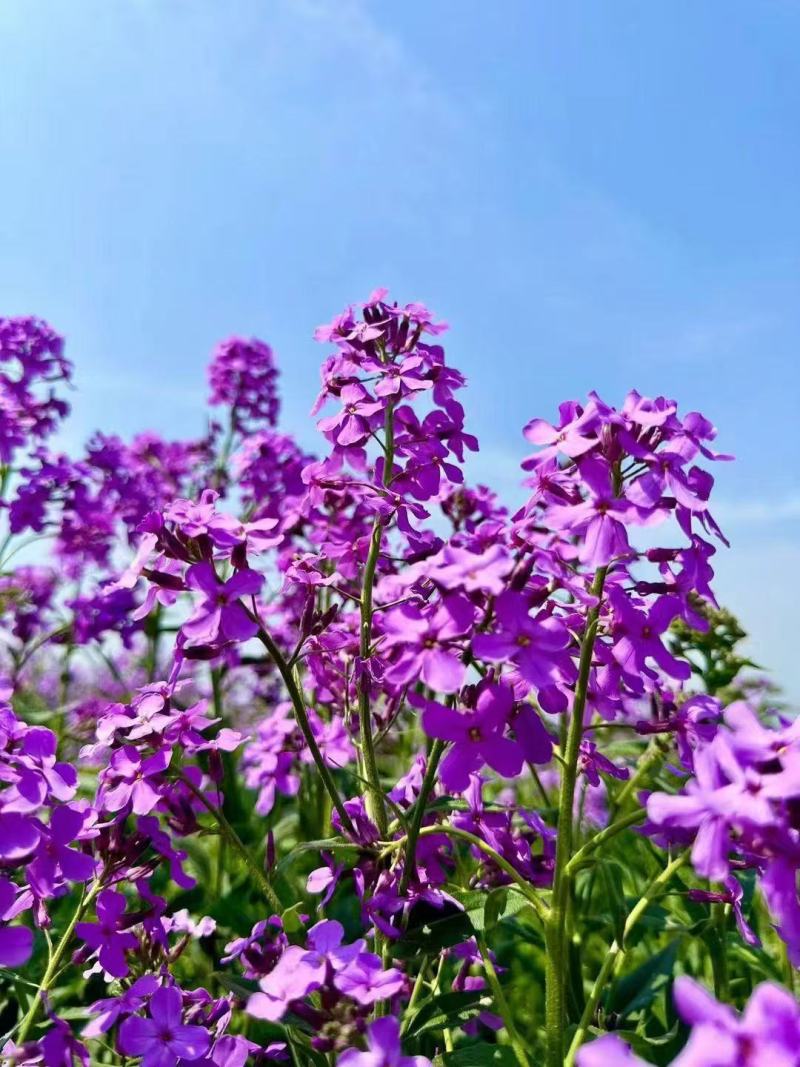 蓝香芥种子蓝色油菜花欧亚香花芥花种子易种花籽庭院四季易活