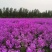蓝香芥种子蓝色油菜花欧亚香花芥花种子易种花籽庭院四季易活