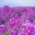 蓝香芥种子蓝色油菜花欧亚香花芥花种子易种花籽庭院四季易活