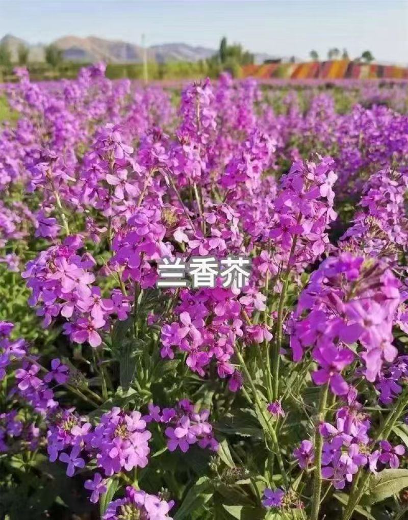 蓝香芥种子蓝色油菜花欧亚香花芥花种子易种花籽庭院四季易活