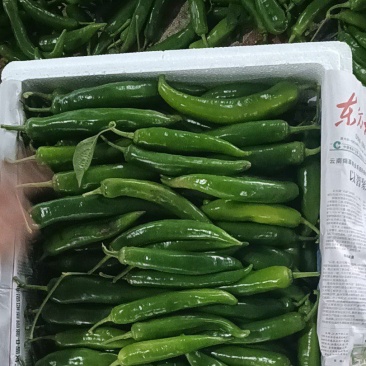 青皮辣椒
