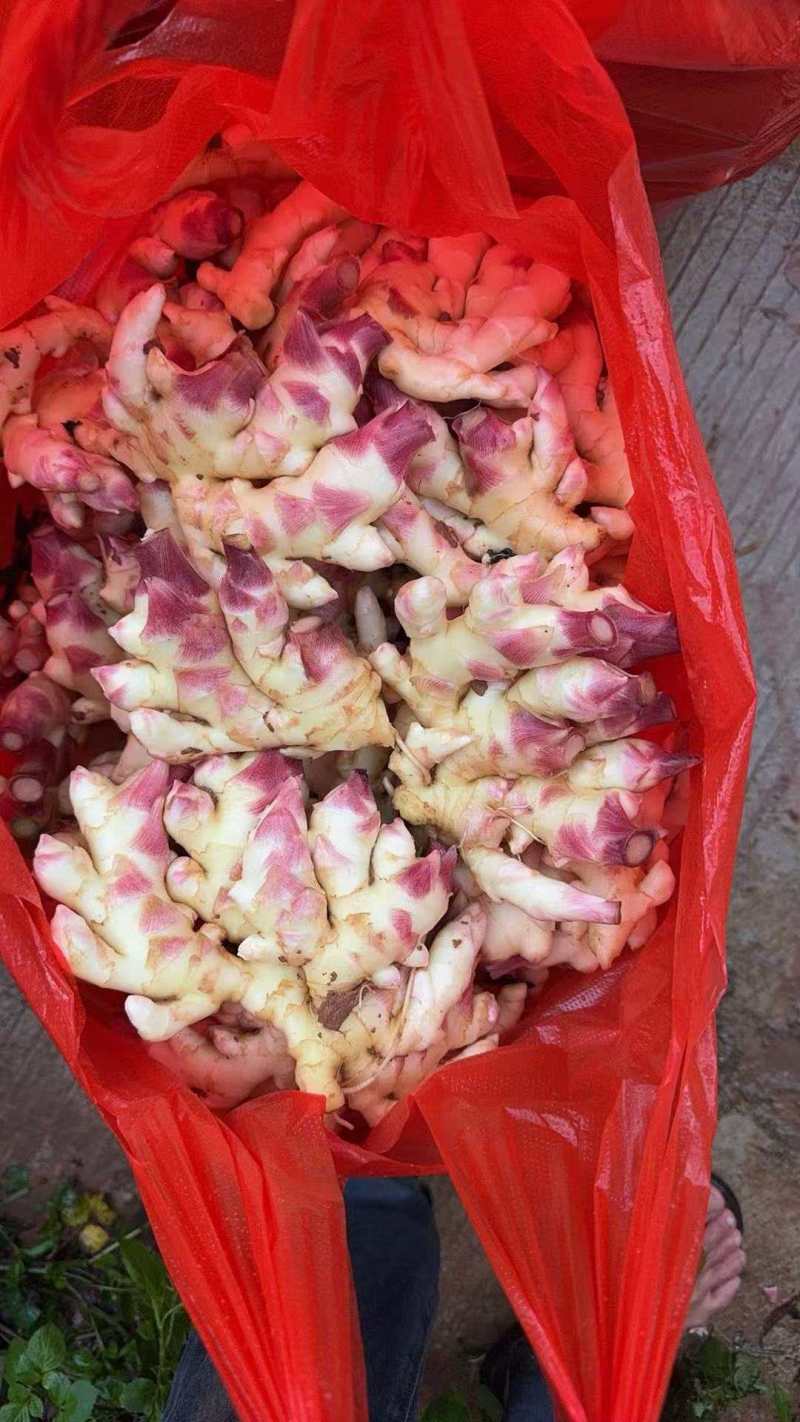 嫩仔姜新鲜仔姜云南小黄姜