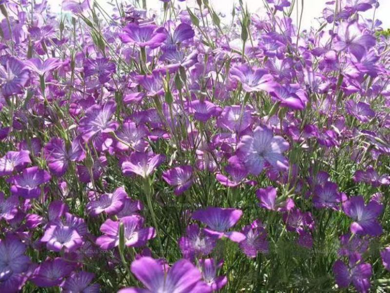 麦仙翁种子四季播种开花耐寒耐旱路边绿化公园造景