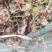 东北长白山水苔