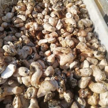香菇脚