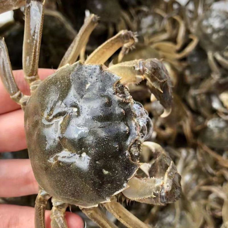 六月黄，壳薄肉嫩，精品货