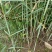 芦苇苗河道绿化，净化水质，耐旱成活率高，