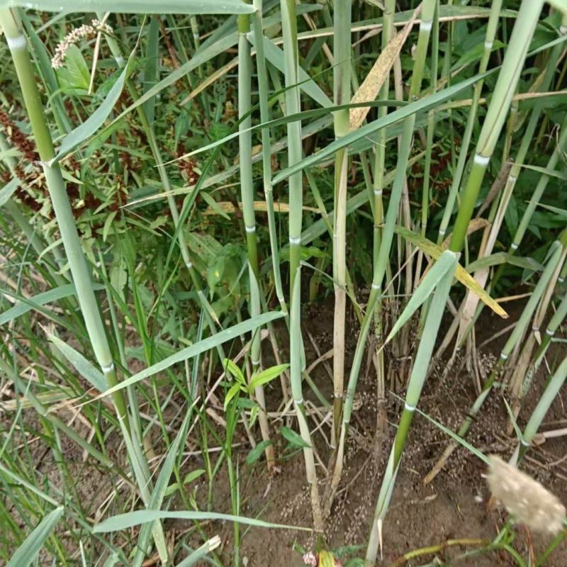 芦苇苗河道绿化，净化水质，耐旱成活率高，