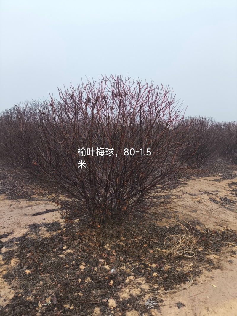 榆叶梅球，80-1.5米，灌幅80-1.2米，单瓣花，双