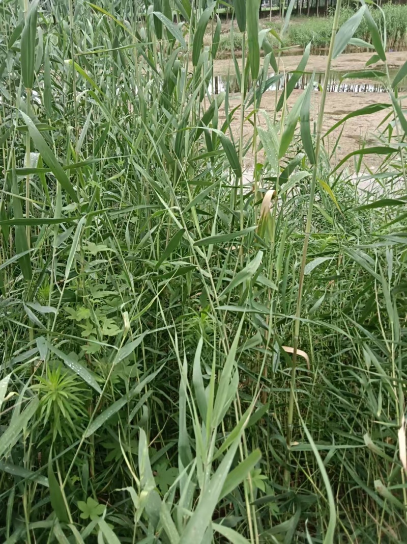 芦苇苗河道绿化，净化水质，耐旱成活率高，