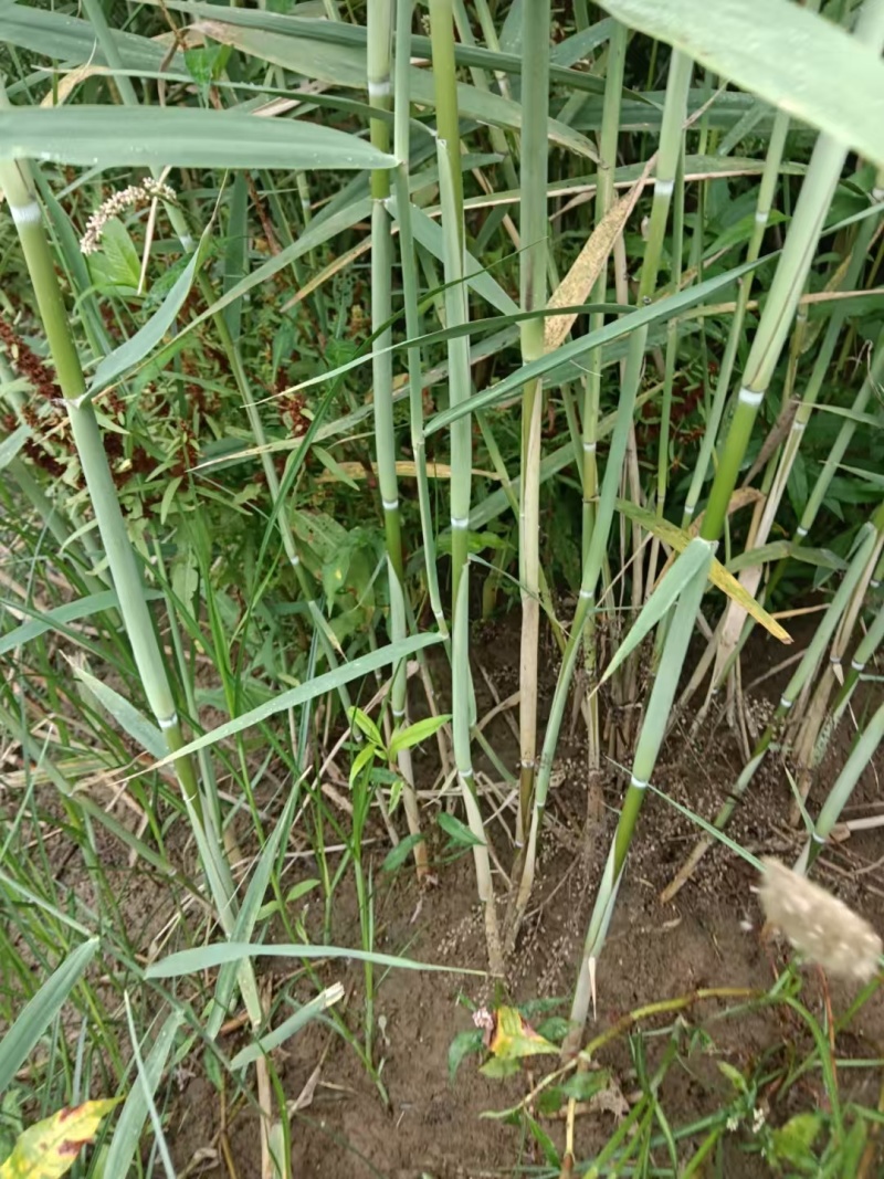 芦苇苗河道绿化，净化水质，耐旱成活率高，