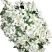 韭花
