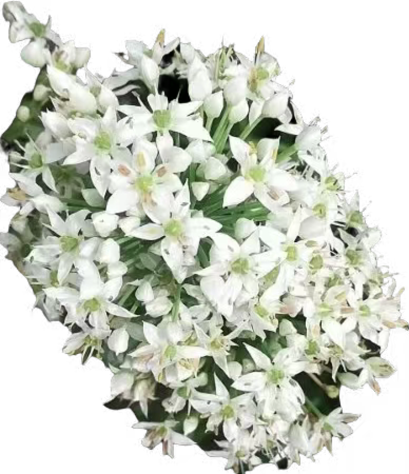 韭花