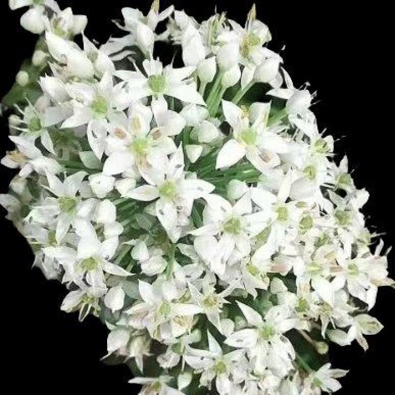 韭花
