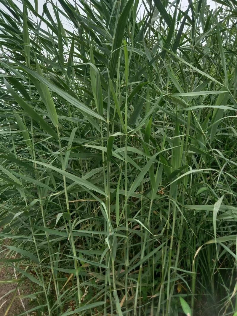 芦苇苗河道绿化，