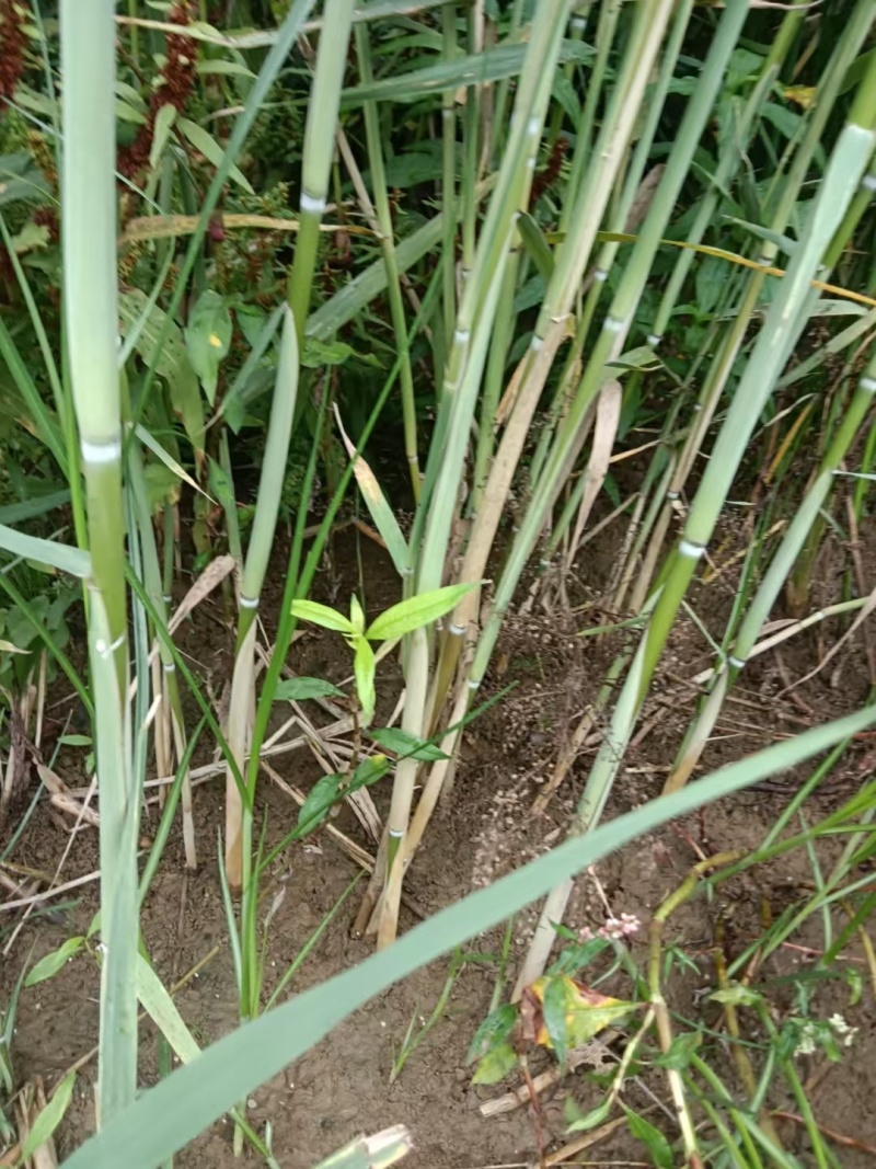 芦苇苗河道绿化，