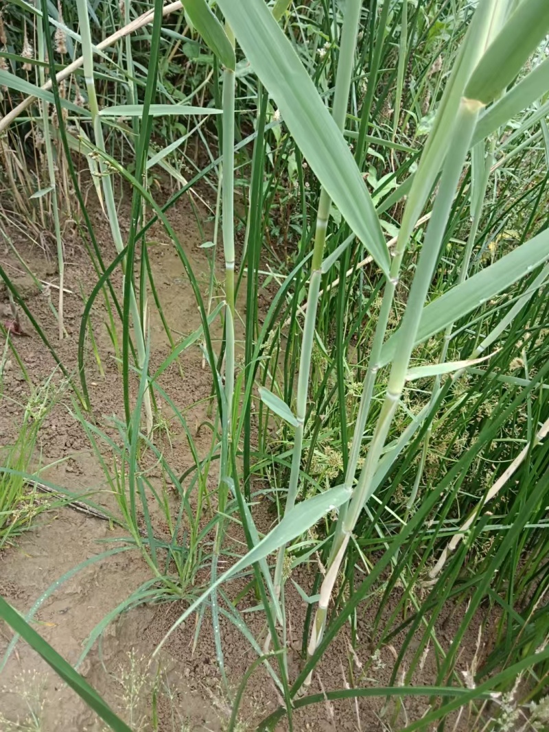 芦苇苗河道绿化，