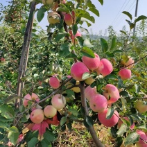 水蜜桃苹果