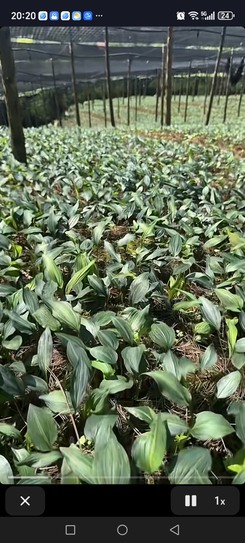 中红花黄金苗不追肥的苗