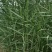 河南精品芦苇苗，天然芦苇苗绿化植物批发芦苇种苗