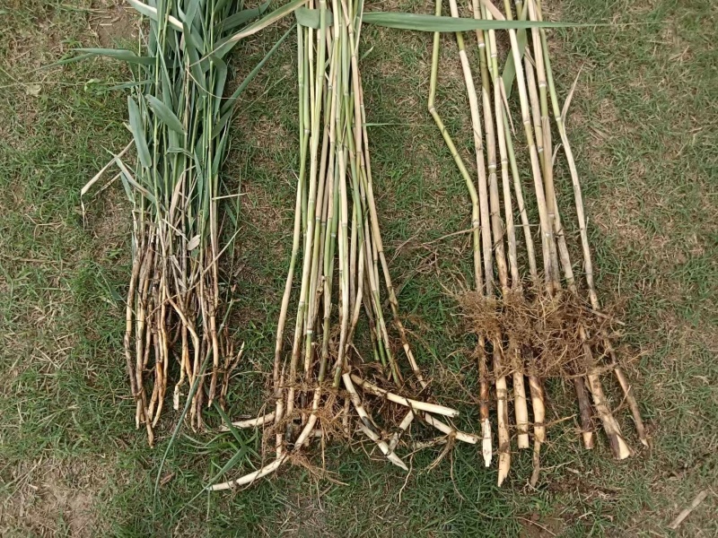 河南精品芦苇苗，天然芦苇苗绿化植物批发芦苇种苗