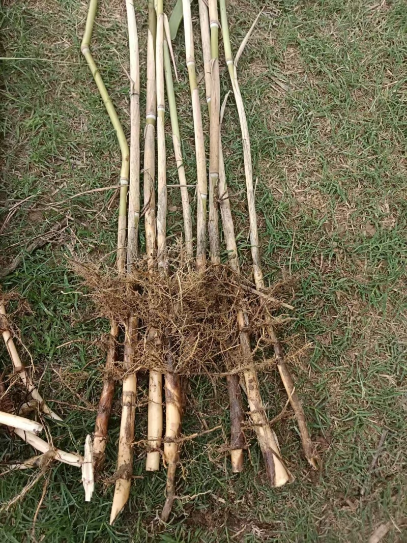 河南精品芦苇苗，天然芦苇苗绿化植物批发芦苇种苗