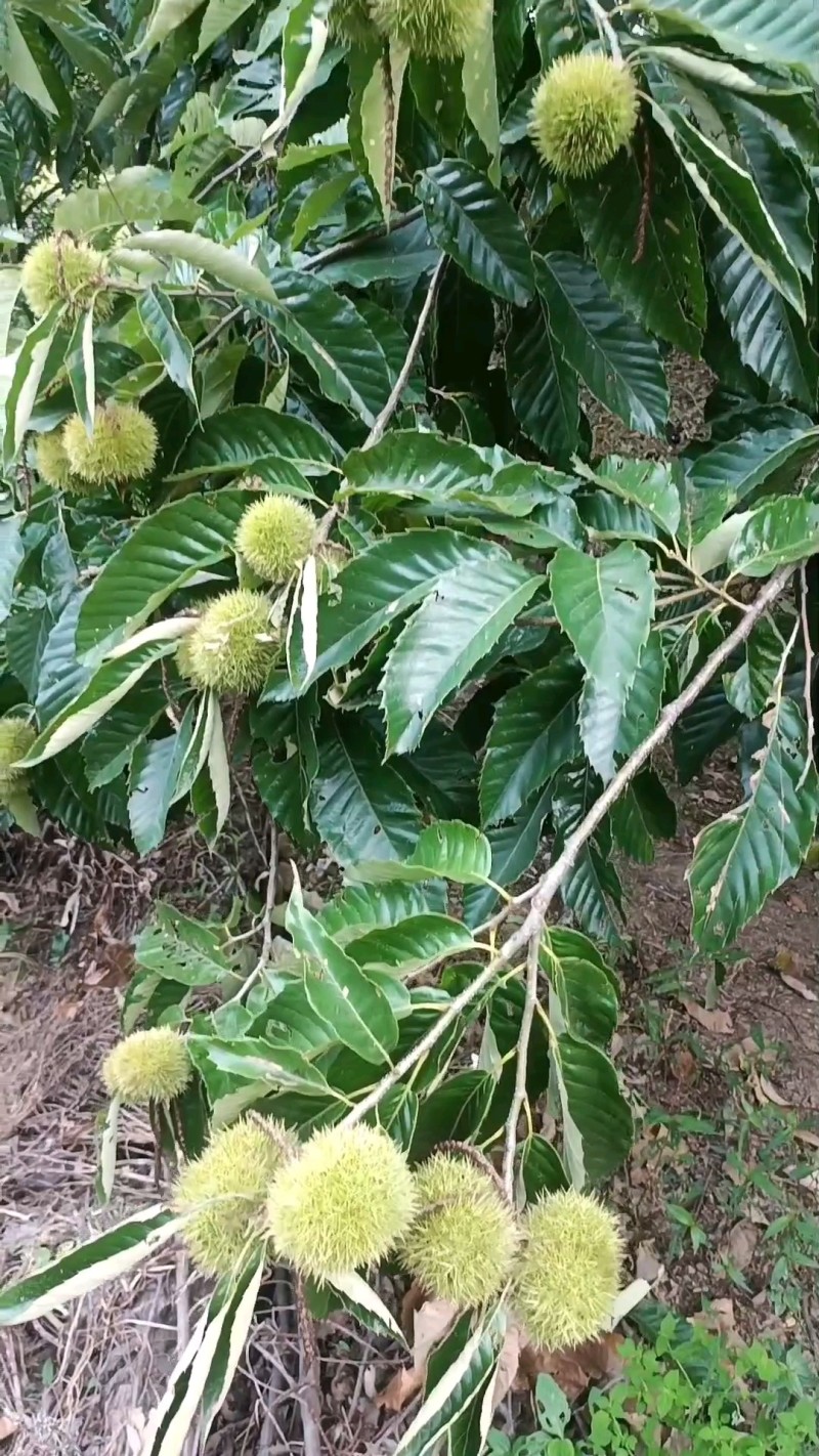 精品本地板栗，质量三包