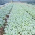甘蓝莲花白菜苗成活率高耐运输诚信经营欢迎咨询