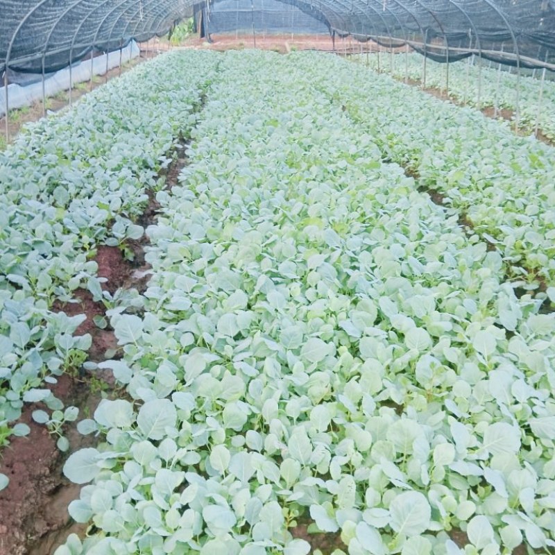 甘蓝莲花白菜苗成活率高耐运输诚信经营欢迎咨询