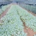 甘蓝莲花白菜苗成活率高耐运输诚信经营欢迎咨询