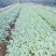 甘蓝莲花白菜苗成活率高耐运输诚信经营欢迎咨询