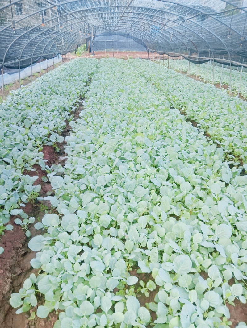 甘蓝莲花白菜苗成活率高耐运输诚信经营欢迎咨询