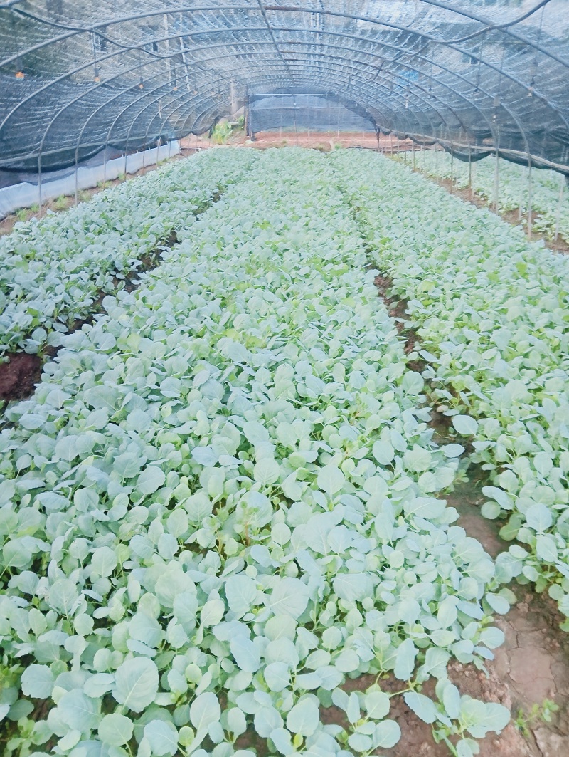 甘蓝莲花白菜苗成活率高耐运输诚信经营欢迎咨询