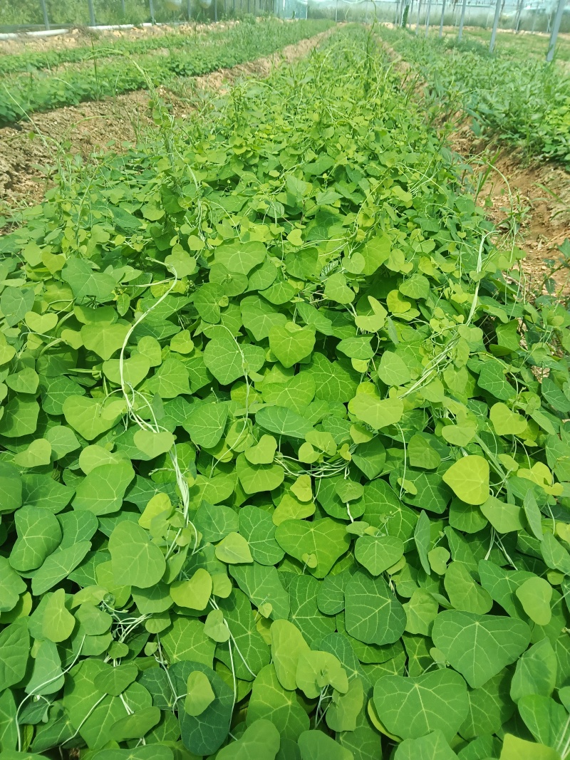 纯正成活率高防己苖