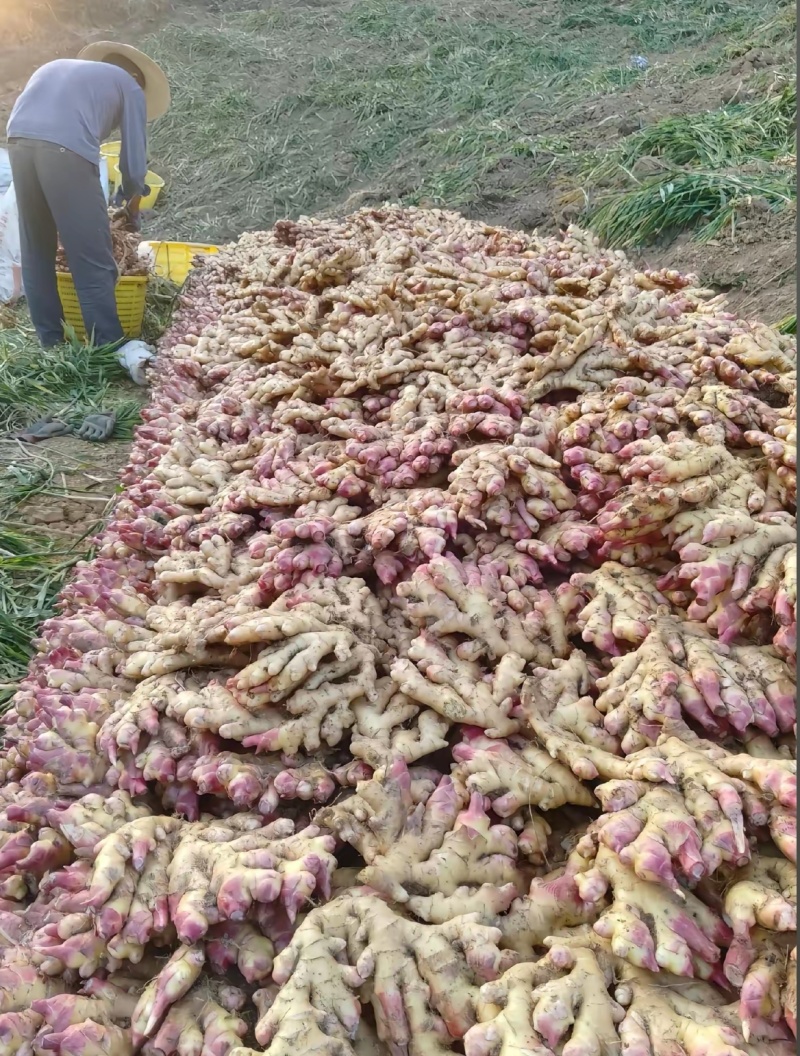 生姜量大