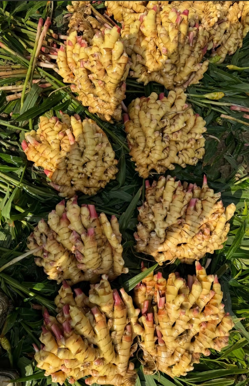 生姜量大